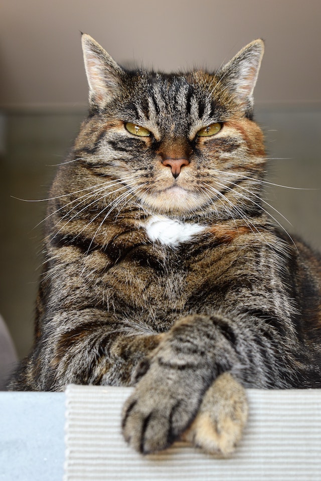 Posters van katten